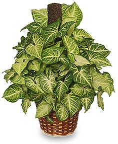 GREEN NEPHTHYTIS PLANT  Syngonium podophyllum 