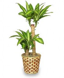 BASKET OF CORN PLANTS  Dracaena fragrans massangeana 