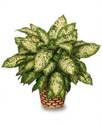 DUMB CANE PLANT  Dieffenbachia picta 