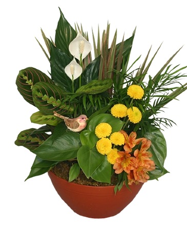Natural Touch Dish Garden of Plants in Palm Bay, FL | Palm Bay Florist