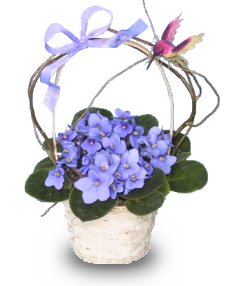 BASKET OF VIOLETS Blooming Plant