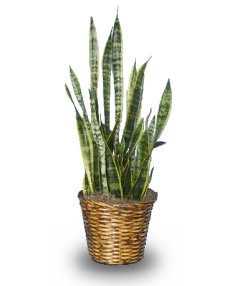 MOTHER-IN-LAW'S TONGUE  Sansevieria trifasciata laurentii  in Norway, ME | Green Gardens Florist & Greenhouses