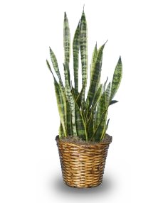 MOTHER-IN-LAW'S TONGUE  Sansevieria trifasciata laurentii  in Ozone Park, NY | Heavenly Florist