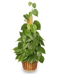 HEARTLEAF PHILODENDRON  Philodendron scandens oxycardium 