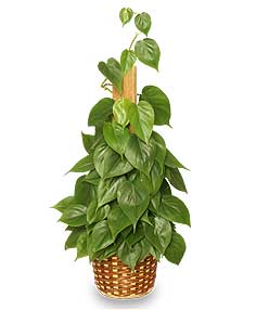 HEARTLEAF PHILODENDRON Philodendron scandens oxycardium