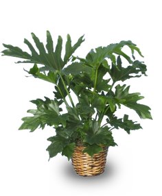 TREE PHILODENDRON  Philodendron selloum   in Mobile, AL | ZIMLICH THE FLORIST