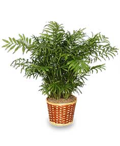 PARLOR PALM PLANT Chamaedorea elegans