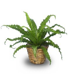 BIRD NEST FERN PLANT  Asplenium nidus 