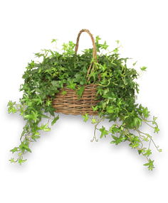 ENGLISH IVY PLANT Hedera helix