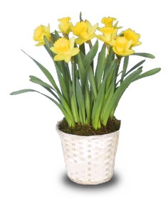 POTTED DAFFODILS Plant Basket