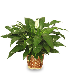 PEACE LILY PLANT    Spathiphyllum clevelandii  in North Branford, CT | PETALS 2 GO FLORIST ON THE SHORELINE