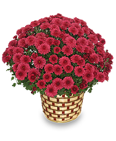 CHRYSANTHEMUM Blooming Plant