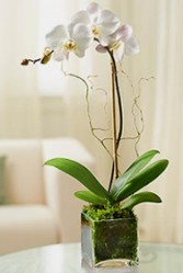 p20 Plants