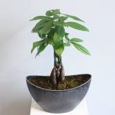 Money Tree *Local Delivery Only*