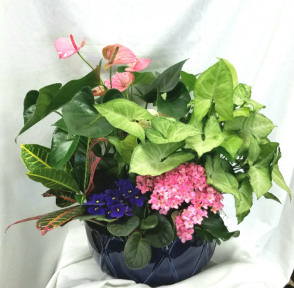 Pacific Blue Planter Dish Garden
