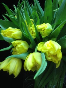 Packaged tulips
