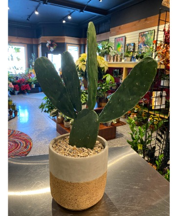 Paddle Cactus Potted Plant in South Milwaukee, WI | PARKWAY FLORAL INC.