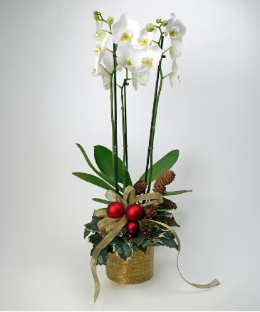 Paige Winter Delight  in Vacaville, CA | Vior Floral Art