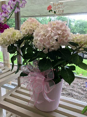 SOLD OUT Pale Pink Hydrangea