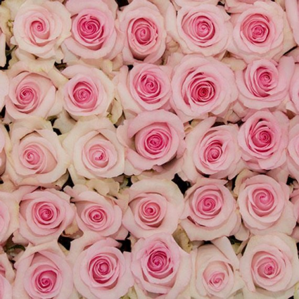 Pale Pink Roses Available in 1 Dozen, Two Dozen or 3 Dozen  