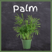 Palm-6