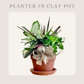 Plant Assortment-Clay Pot with Saucer  