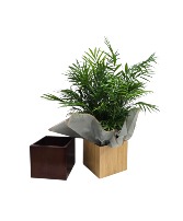 Palm in 6x6" Wood Look Box 