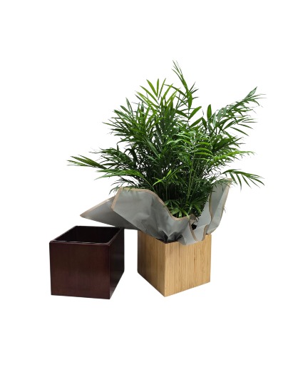 Palm in 6x6