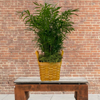 Palm in Basket
