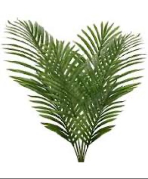Palm Leaves 