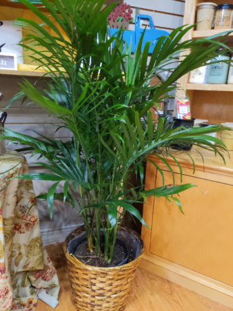 Palm plant 