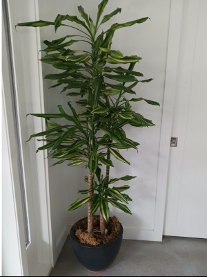 Dracaena Plant 
