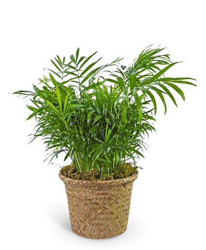 Palm Plant in Basket Flower Arrangement