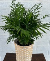 Palm Plant in Baskett  