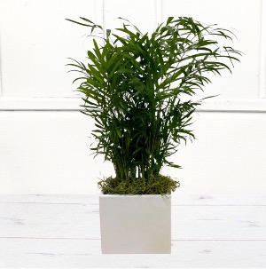 Palm Plant in Decorative Container 