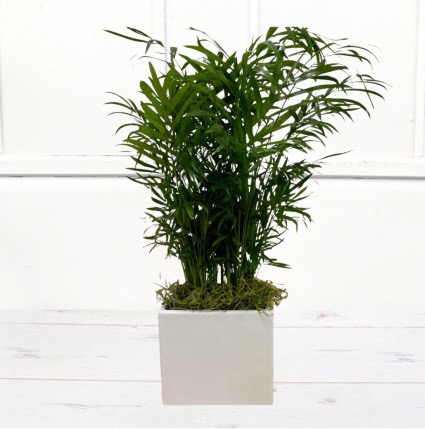 Palm Plant in Decorative Container