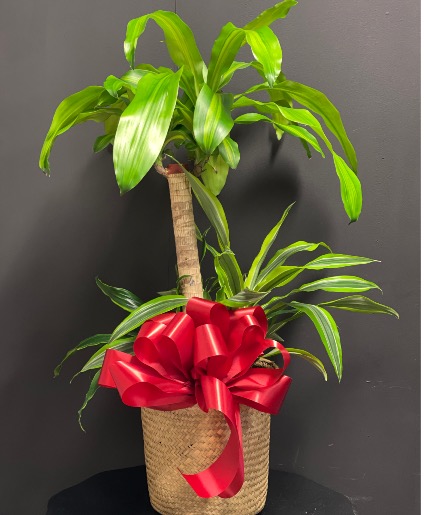 Palm potted plant Potted plant