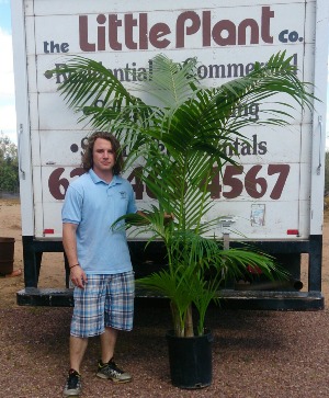Palm Plant Rental 7ft  