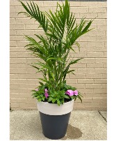 Palm Plant with blooming plants 