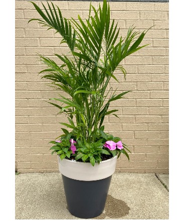 Palm Plant with blooming plants  in Youngstown, OH | BLOOMING CRAZY FLOWERS AND GIFTS