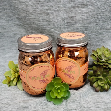 Palm Tree Grow Kit