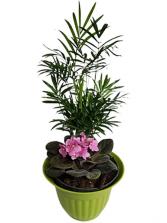 PALM TREE MIXED PLANT House Specialty