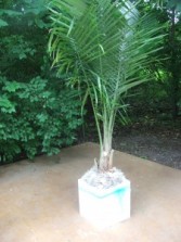 Palm Tree Wedding Flowers
