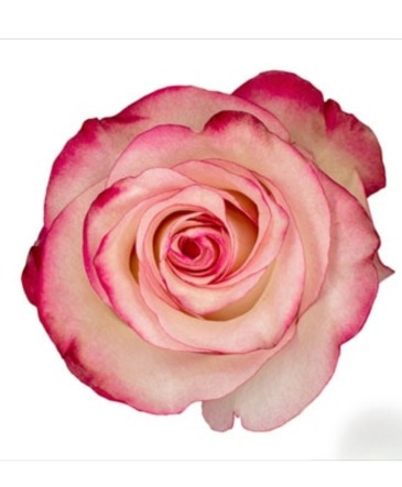 Paloma Rose Special Pink Rose Arrangements in Longview, WA | Banda's Bouquets