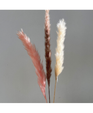 Pampas Grass Bunch - Colour Preference 