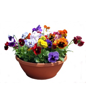 Pansy Bowl 