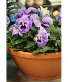 Pansy Bowl 