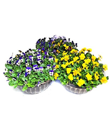 Pansy Bowl