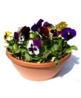 Pansy Bowl Assortment of colorful pansies