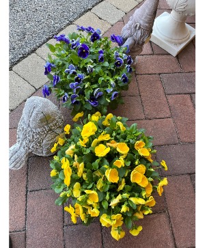 Pansy Bowl Outdoor patio bowl of pansies